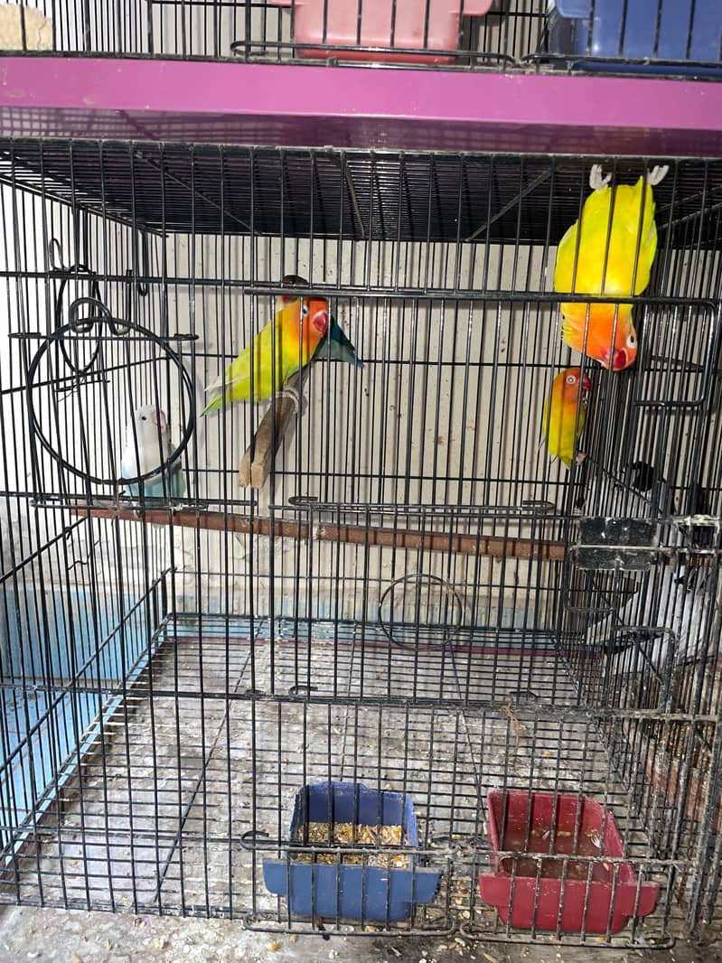 cocktail and lovebirds cage, 4