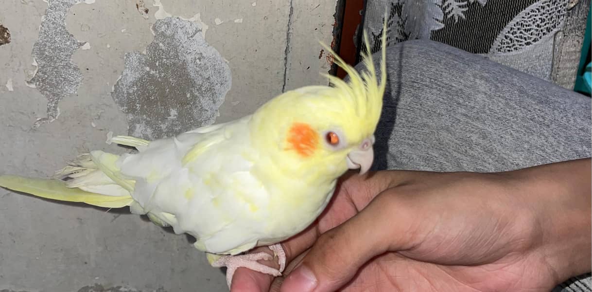 cocktail and lovebirds cage, 5