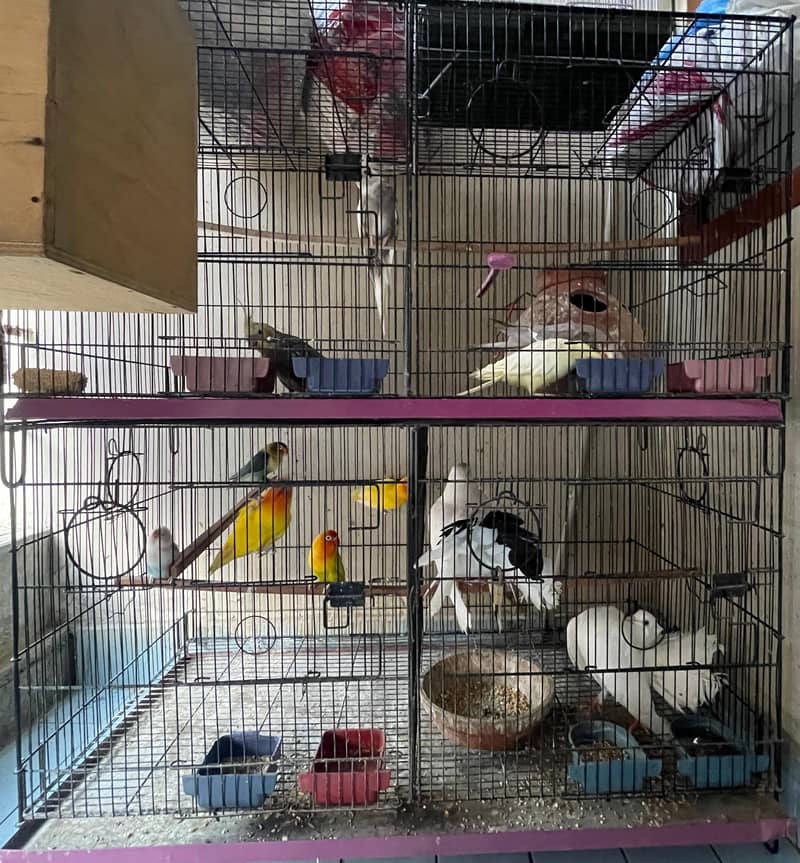 cocktail and lovebirds cage, 6