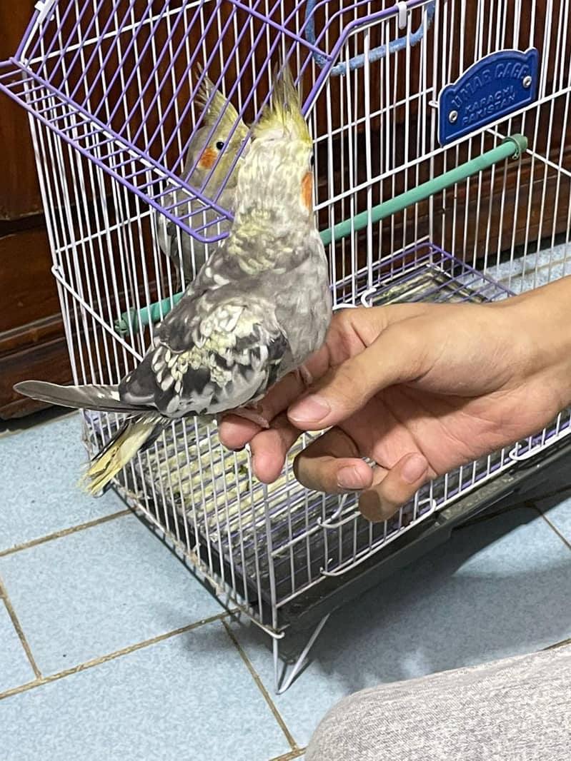 cocktail and lovebirds cage, 7