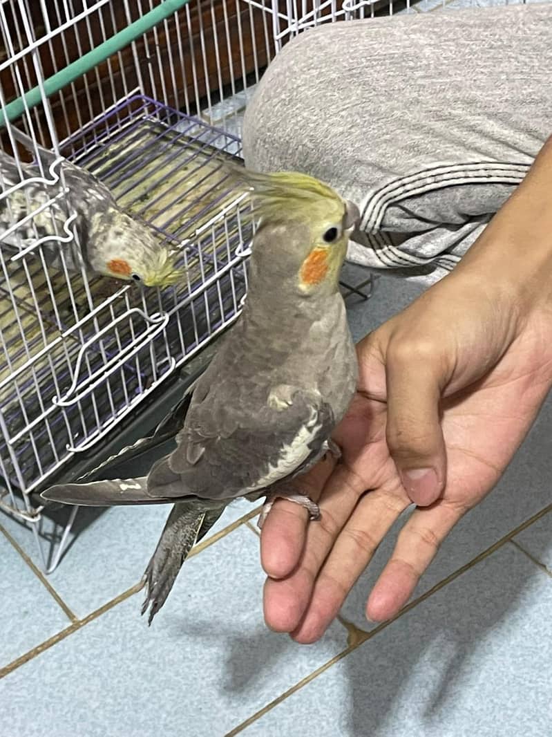 cocktail and lovebirds cage, 8