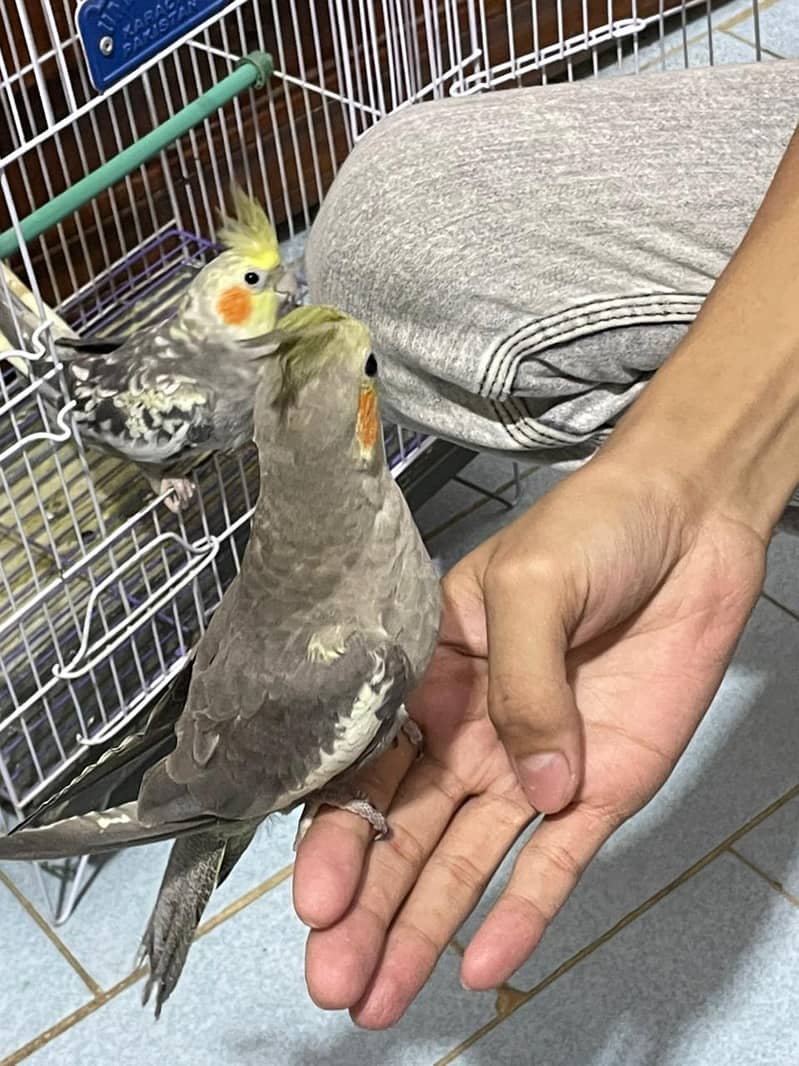 cocktail and lovebirds cage, 9