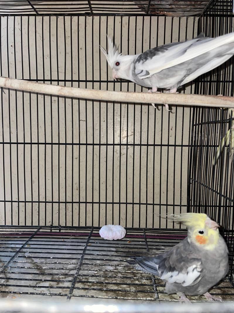 cocktail and lovebirds cage, 10