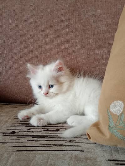 kittens | persian kittens |fulffy kittens | doll face kittens for sale