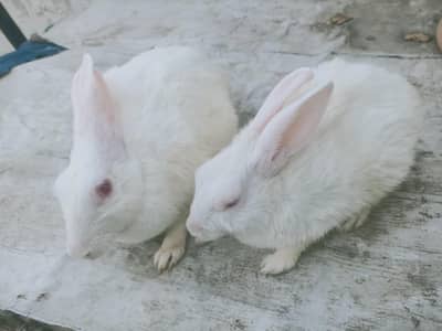 rabbit pair