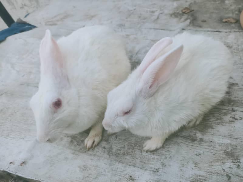rabbit pair 0