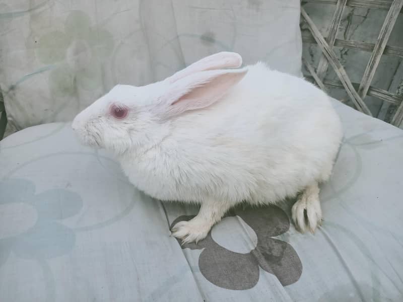 rabbit pair 1