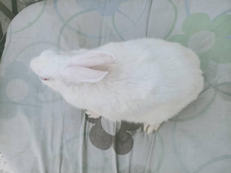 rabbit pair 2