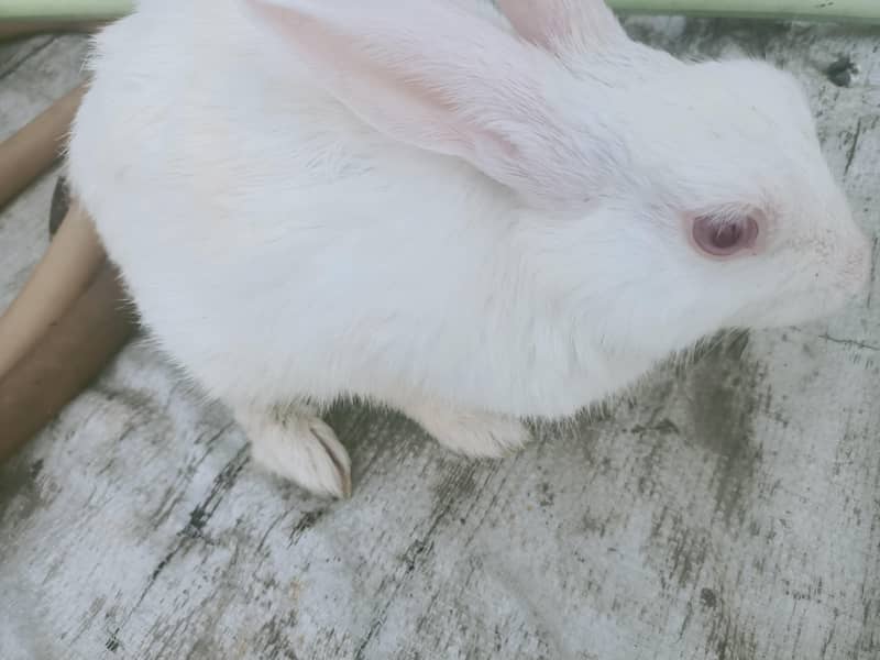 rabbit pair 3