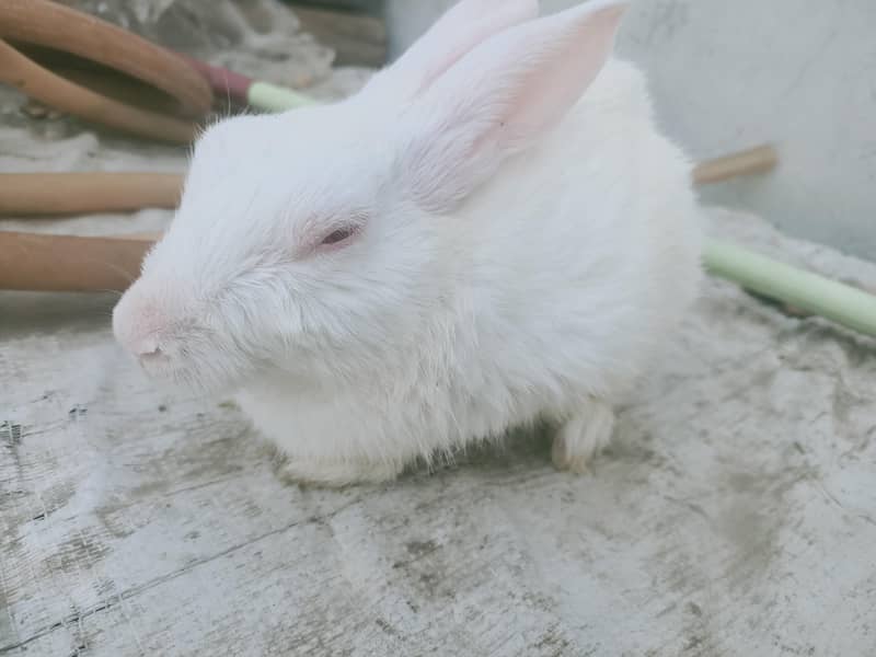 rabbit pair 4