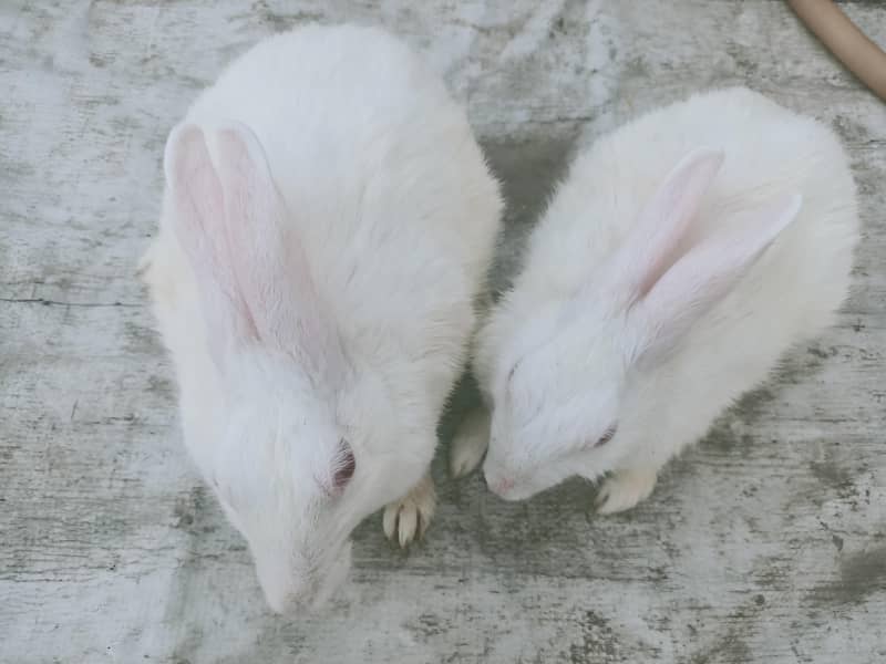 rabbit pair 5