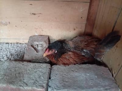 kurak hens avail in cheap price fix