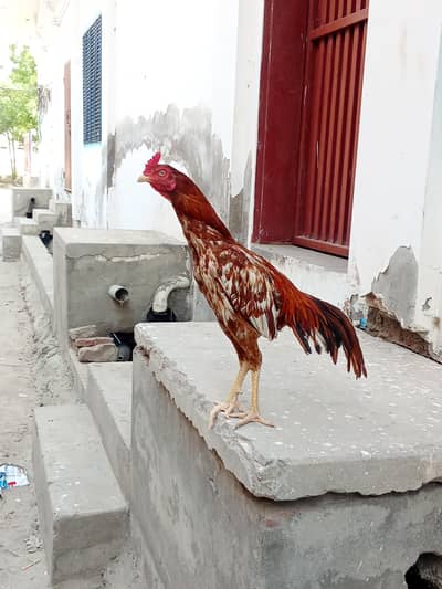 Aseel minawali x sindhi for sale