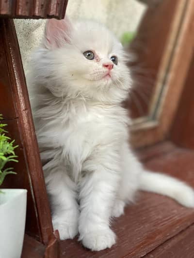 persian kitten | punch face | triple coat