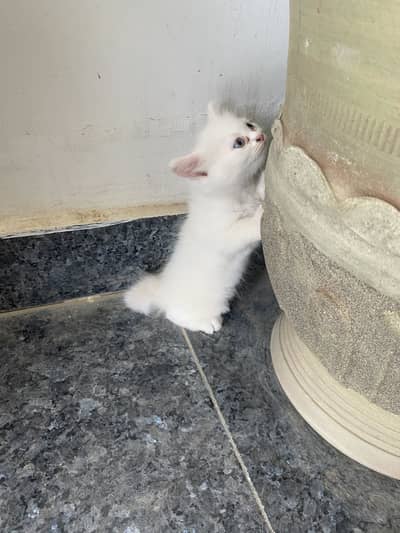 Persian kittens