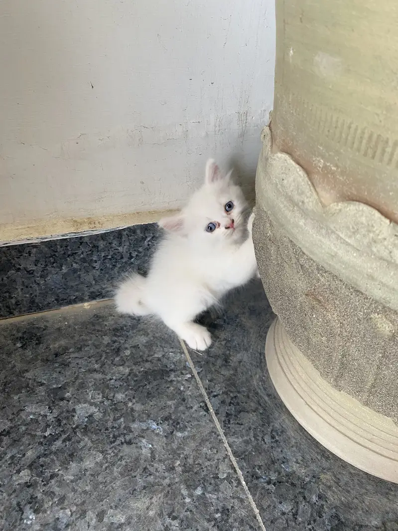 Persian kittens — photo 2