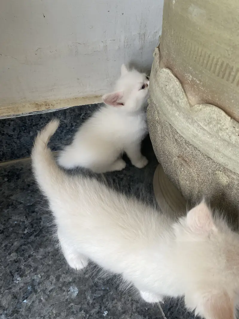 Persian kittens — photo 3