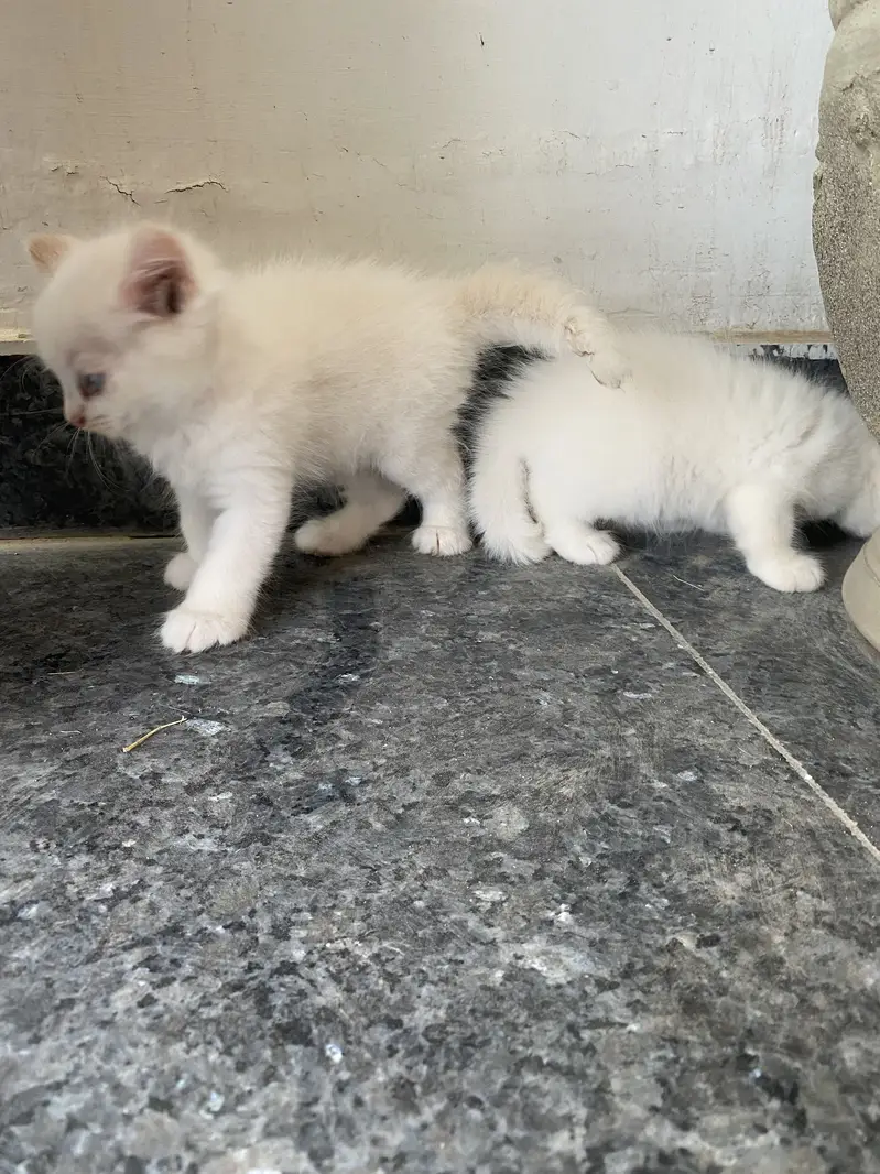 Persian kittens — photo 4