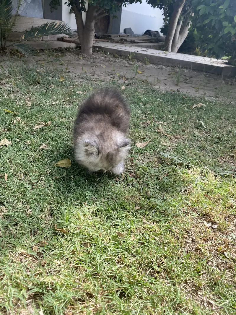 Persian kittens — photo 5
