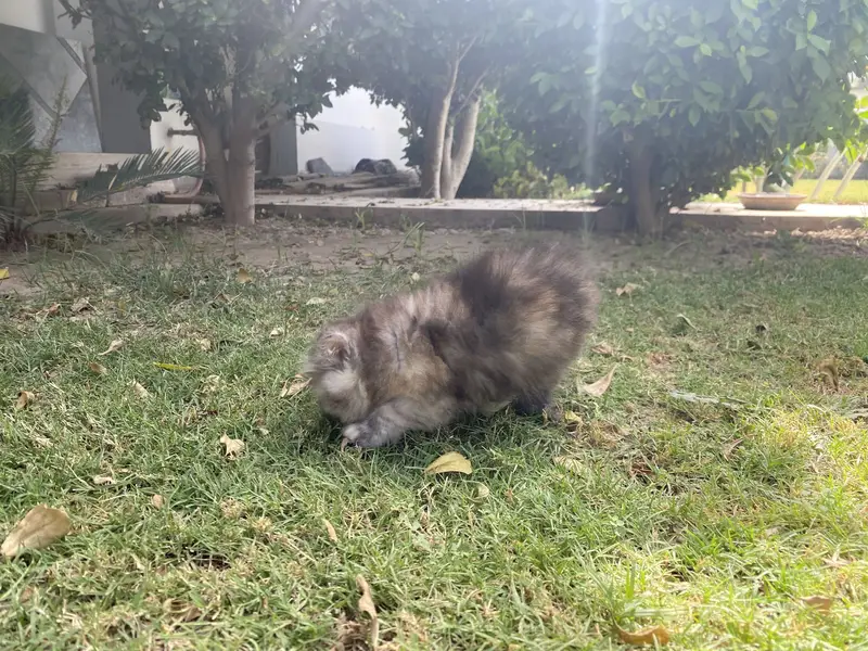 Persian kittens — photo 6