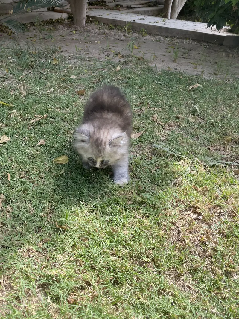 Persian kittens — photo 8