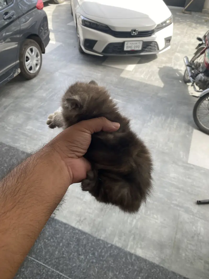 Persian kittens — photo 9