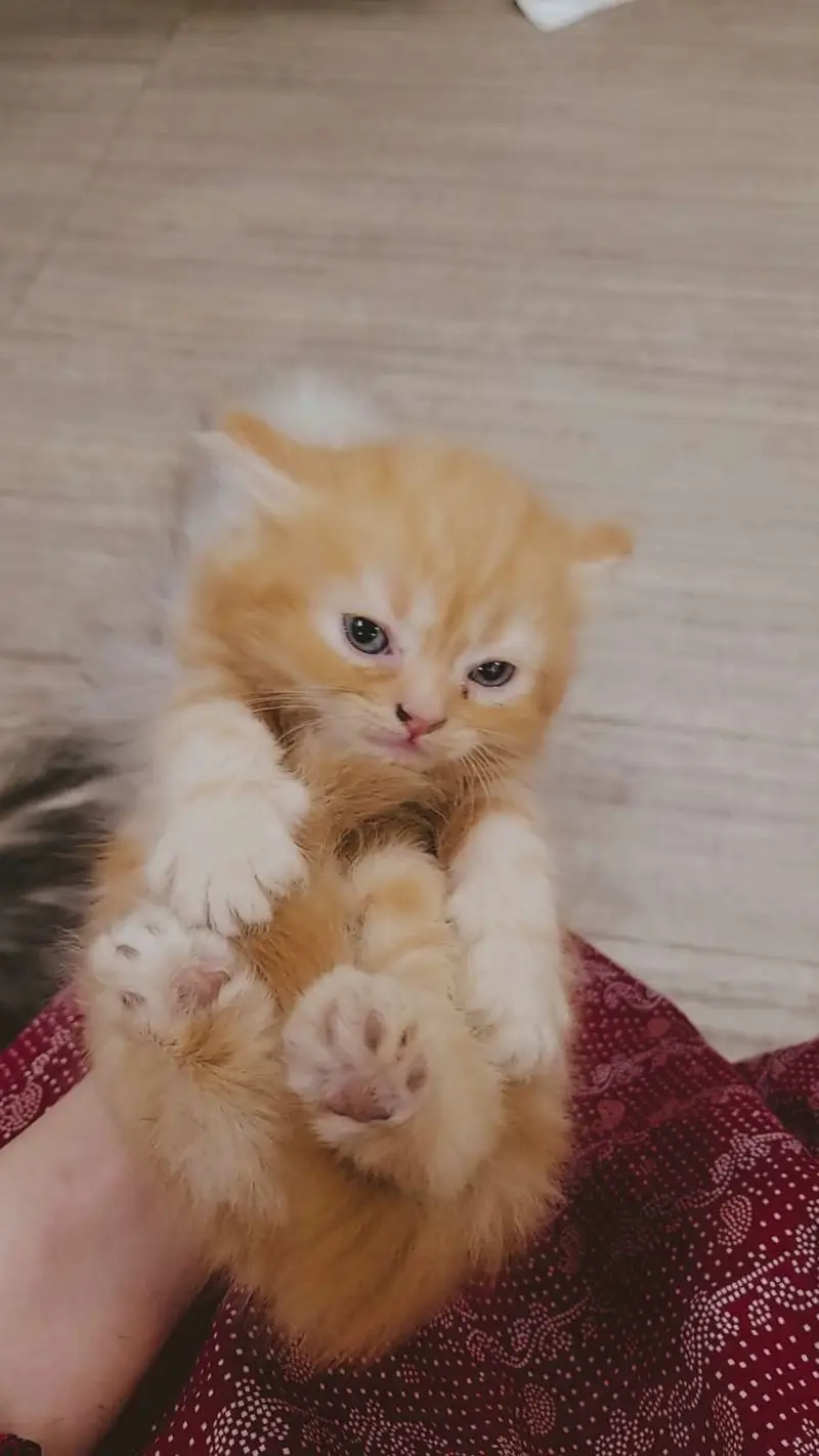 Persian kittens — photo 10