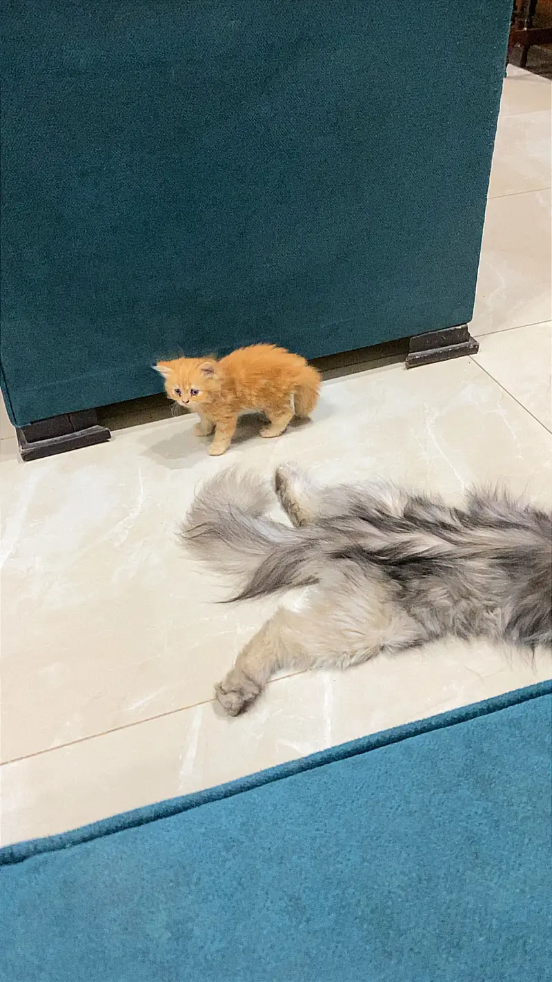 Persian kittens — photo 11