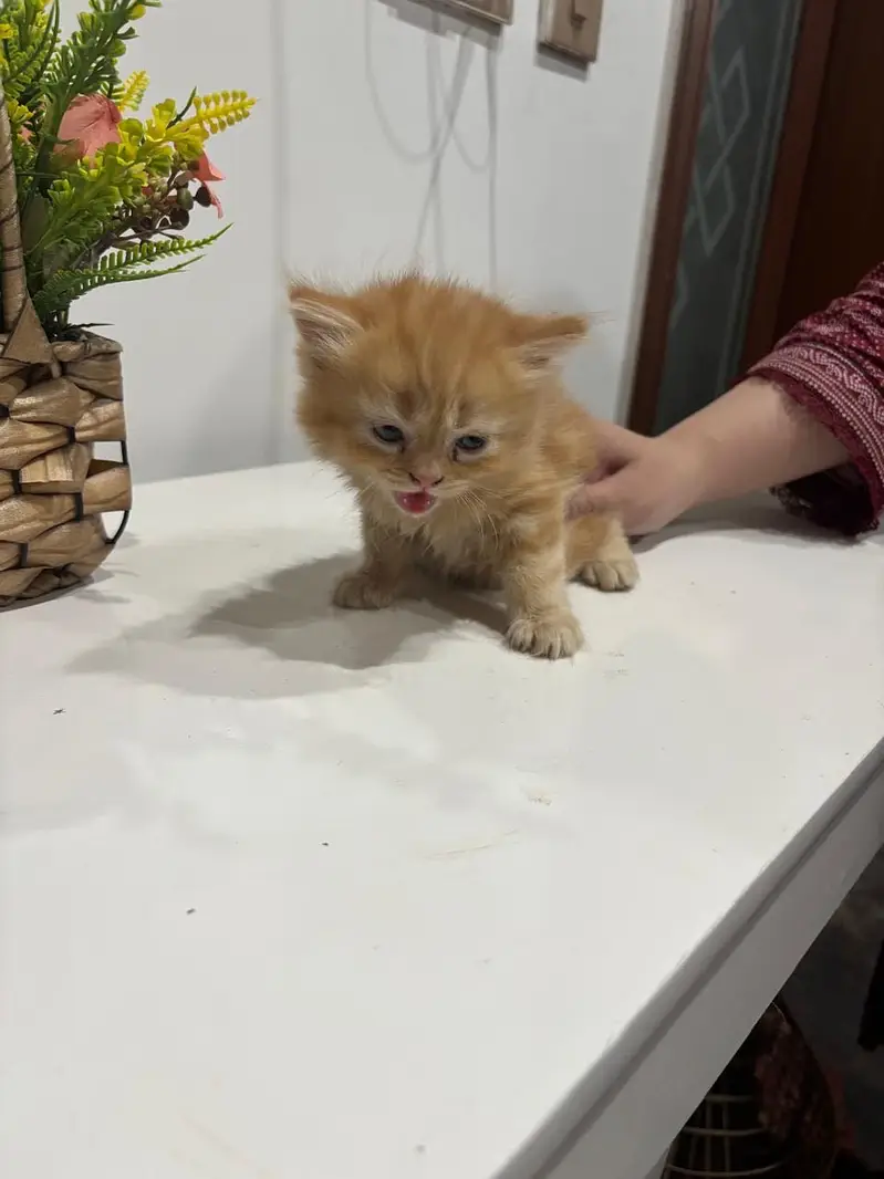 Persian kittens — photo 12
