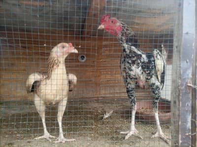 aseel mianwali 2 pairs for sale