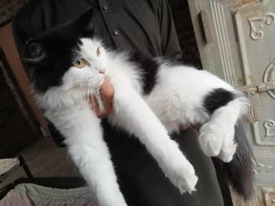 persian cat