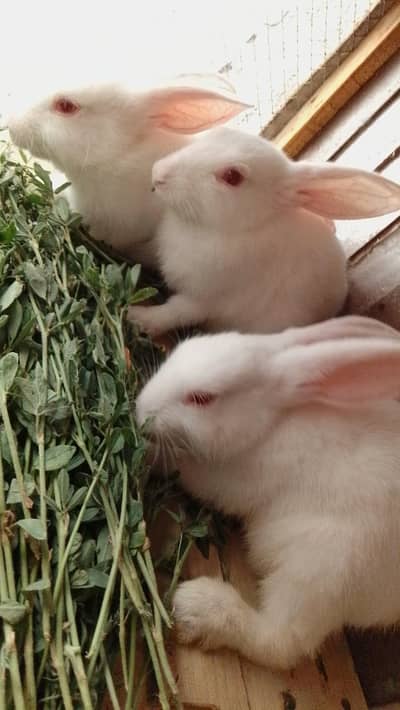 Pure white newziland Albino rabbits 