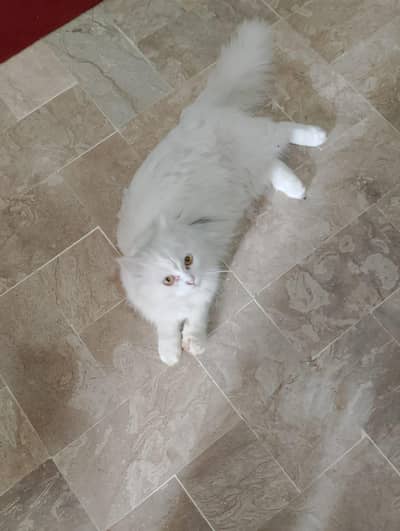 Persian cat