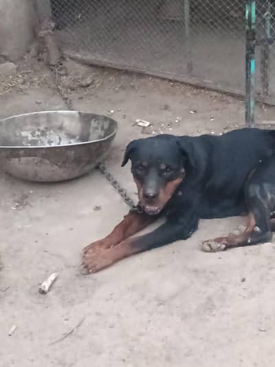dog is very fardali and nice 03236070549