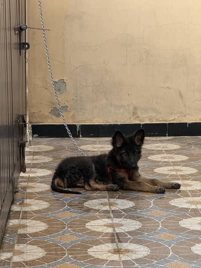 German Shepherd (long coat)