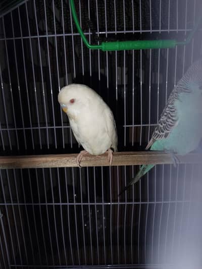 Albino red eyes budgies female