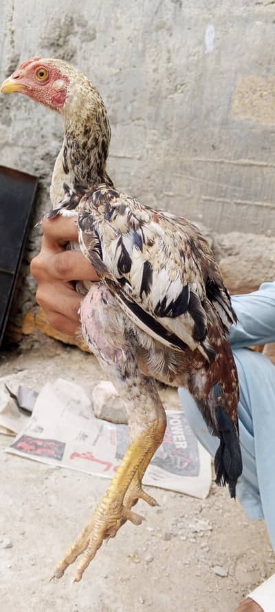 aseel jawa chick 4.5months ka he