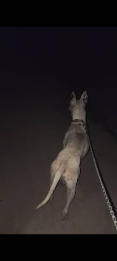 agrasiv gultear dog