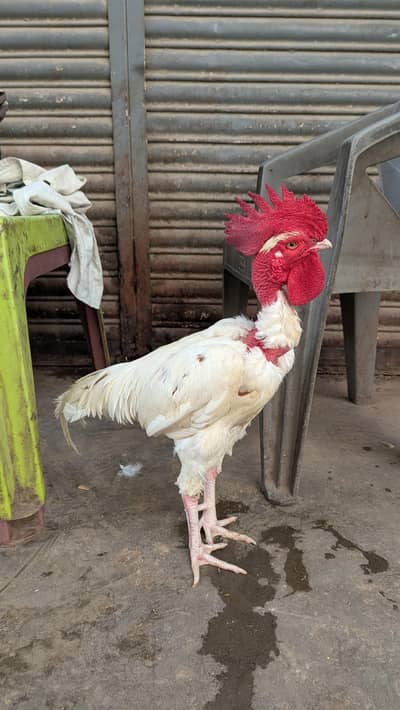Murga for sale