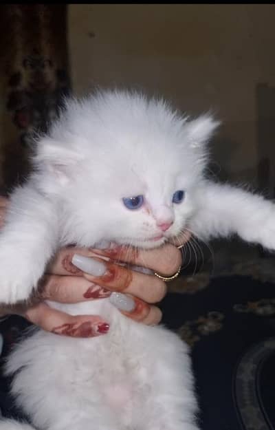 Beautiful EYED PERSIAN KITTENs HEALTY & PLAYFULL*