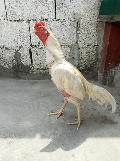 White Aseel Male For Sale. . . what's app 03219874606