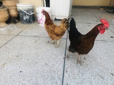 Hens egg laying (andday dana wali)