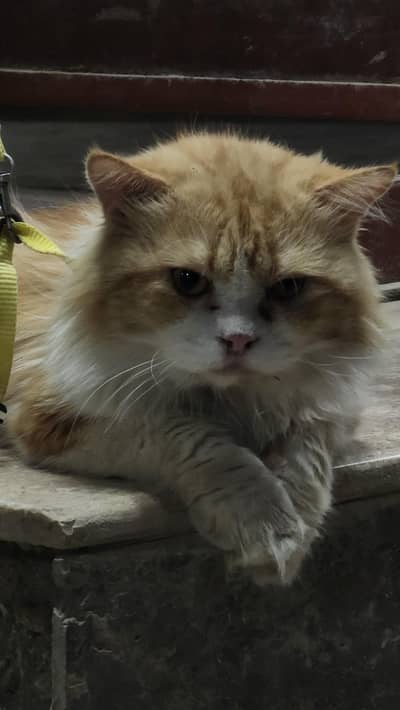 Cats for Sale