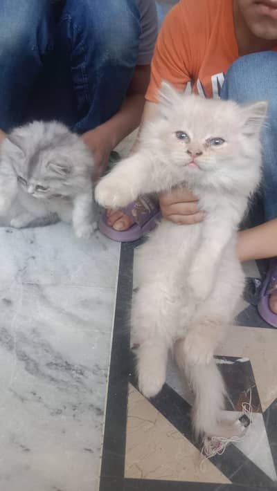 2 kittens 1 mother cat for sale