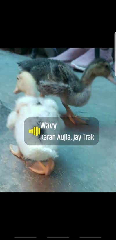 ducks for sale