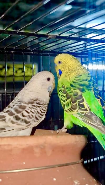 3 budgie pairs for sell ( u can buy any )