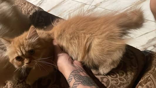 Persian male cat
