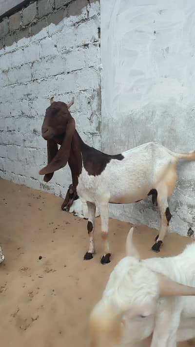 Pateri & Kamori Bakriya healthy and active
