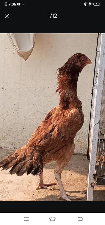 Egg Laying Aseel Hen Aseel Murgi, Madi Female 03098573144