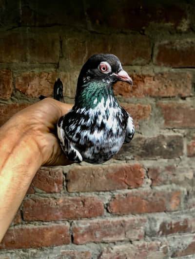 Pure dove wali breeder female available